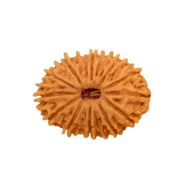 18 MUKHI RUDRAKSHA Regular