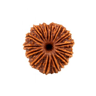 18 MUKHI RUDRAKSHA Unique
