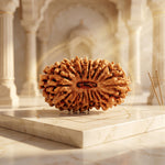 19 Mukhi Rudraksha Collector