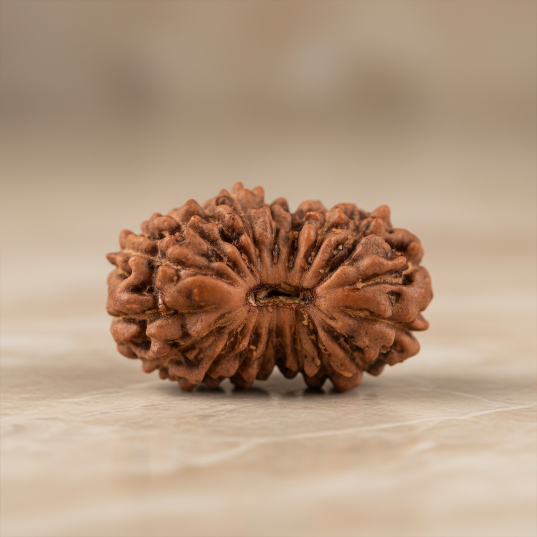 19 Mukhi Rudraksha