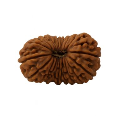 19 MUKHI RUDRAKSHA Collector