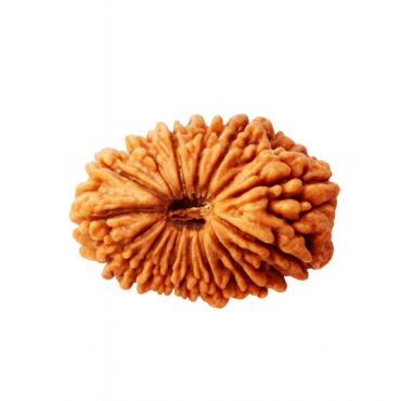 19 MUKHI RUDRAKSHA Premium