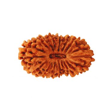 19 MUKHI RUDRAKSHA Unique