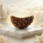 1 Mukhi Kaju Rudraksh (Collector) South Indian