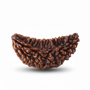 1 MUKHI Kaju (Collector)