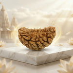 1 Mukhi Kaju Rudraksh (Premium) South Indian