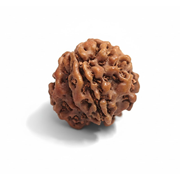 1 Mukhi Gol (Himalaya) Collector