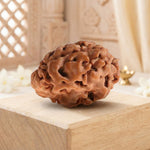 1 Mukhi Rudraksha Gol (Himalaya) Regular