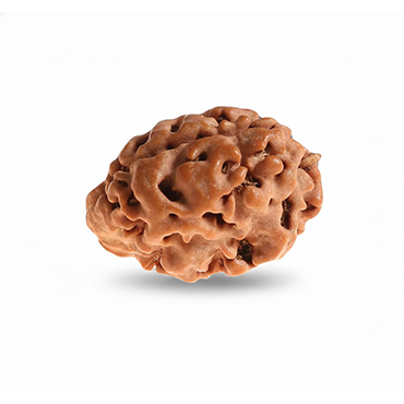 1 Mukhi Gol (Himalaya) Regular