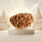 1 Mukhi Rudraksha Gol (Himalaya) Unique