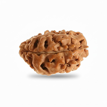 1 Mukhi Gol (Himalaya) Unique