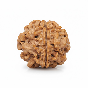 1 Mukhi Gol Nepali (Under Develop) Collector