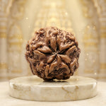1 Mukhi Rudraksha Gol Nepali (Under Develop) Regular