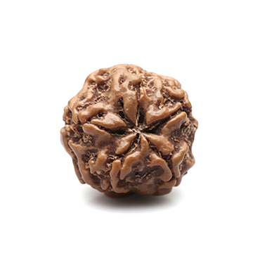 1 Mukhi Gol Nepali (Under Develop) Regular