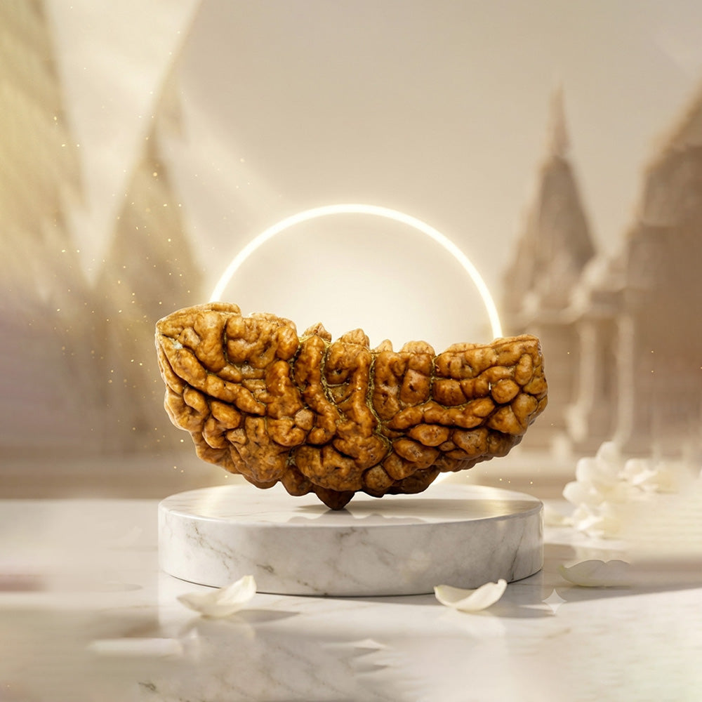 1 Mukhi Kaju Rudraksh (Premium) North Indian