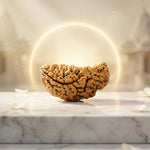 1 Mukhi Kaju Rudraksh (Collector) North Indian