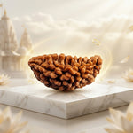 1 Mukhi Kaju Rudraksh (Regular) South Indian