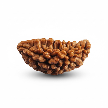 1 Mukhi Kaju (Regular)
