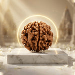1 Mukhi Rudraksha Gol Nepali (Under Develop) Unique