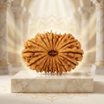 20 Mukhi Rudraksha Premium