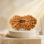 20 Mukhi Rudraksha Regular