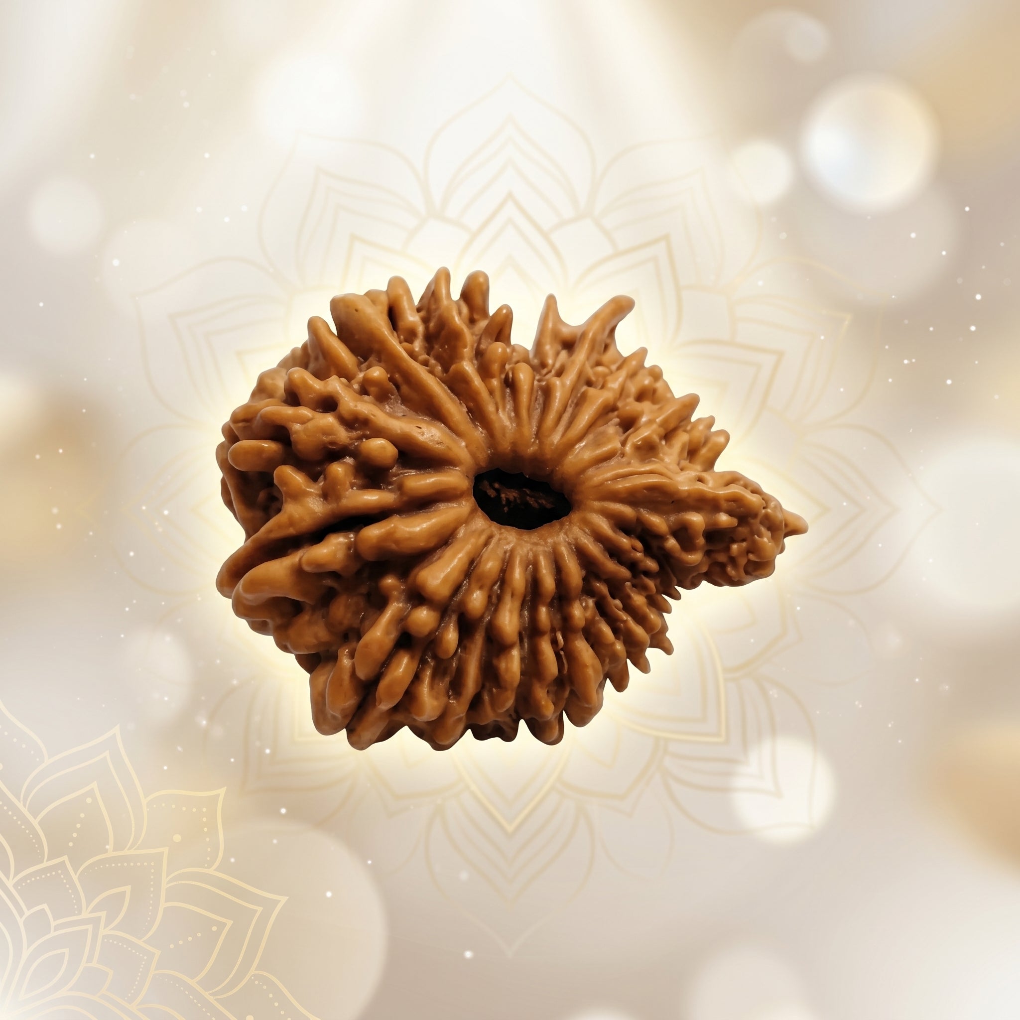 20 MUKHI RUDRAKSHA Unique