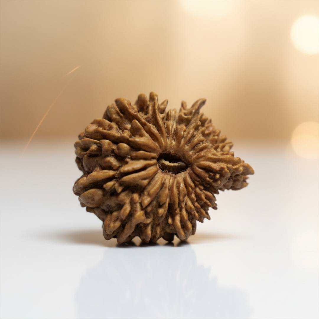 20 Mukhi Rudraksha