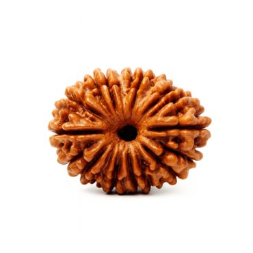 20 MUKHI RUDRAKSHA Collector