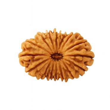 20 MUKHI RUDRAKSHA Premium