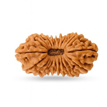 20 MUKHI RUDRAKSHA Regular