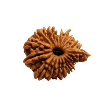 20 MUKHI RUDRAKSHA Unique