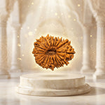 21 Mukhi Rudraksha Premium