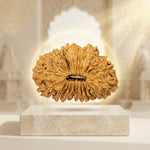 21 Mukhi Rudraksha Regular