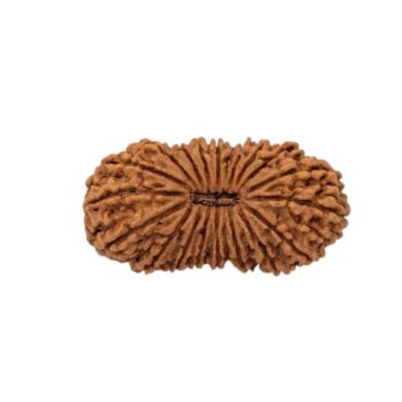21 MUKHI RUDRAKSHA Collector