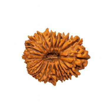 21 MUKHI RUDRAKSHA Premium