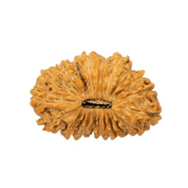 21 MUKHI RUDRAKSHA Regular