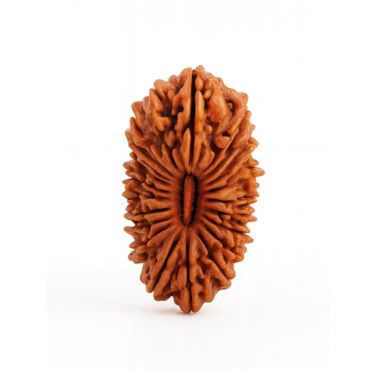 21 MUKHI RUDRAKSHA Unique