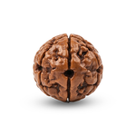 2 Mukhi Rudraksha Nepali Unique