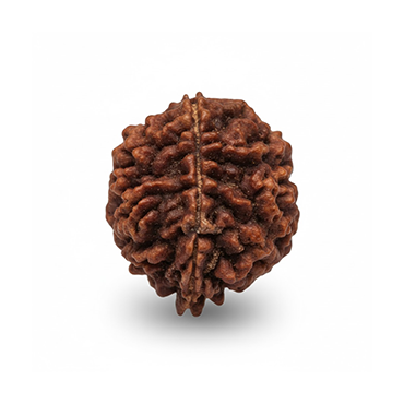 2 MUKHI North India (Himalaya) Collector