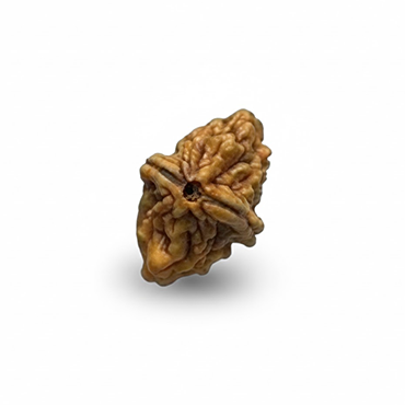 2 MUKHI North India (Himalaya) Unique
