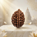 2 Mukhi Rudraksha South India Unique