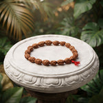 2 Mukhi Rudraksh Bracelet