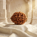 2 Mukhi Rudraksha Indonesian Collector
