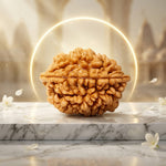 2 Mukhi Rudraksha Indonesian Premium