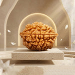 2 Mukhi Rudraksha Indonesian Regular