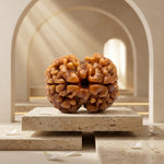 2 Mukhi Rudraksha Nepali Collector