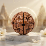 2 Mukhi Rudraksha Nepali Unique