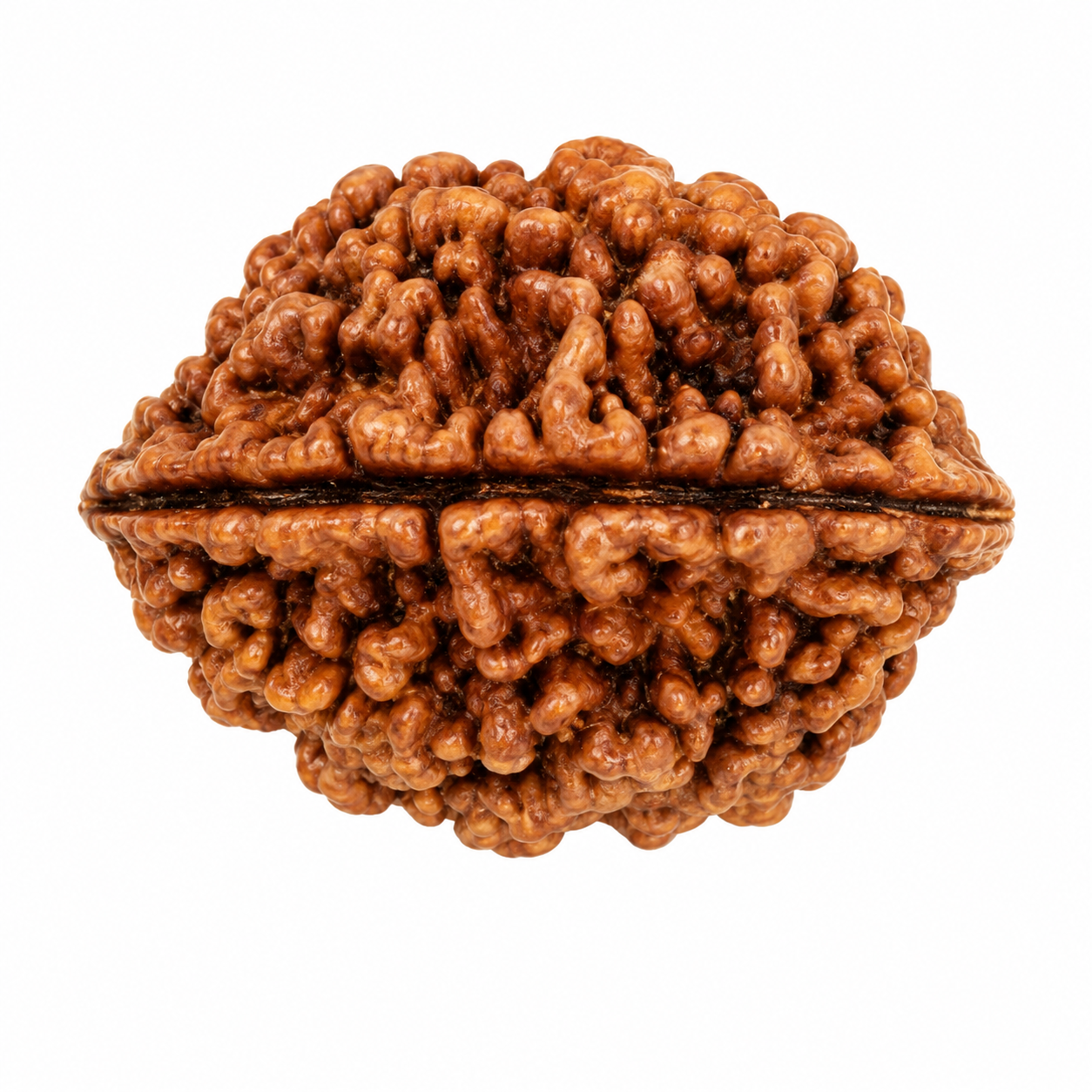 2 Mukhi Indonesian Collector