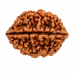 2 Mukhi Rudraksha Indonesian Collector
