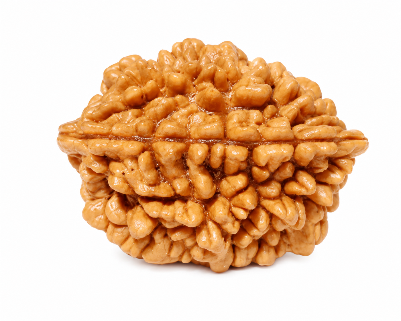 2 Mukhi Indonesian Regular